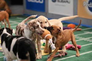 Puppy Bowl Lineup
